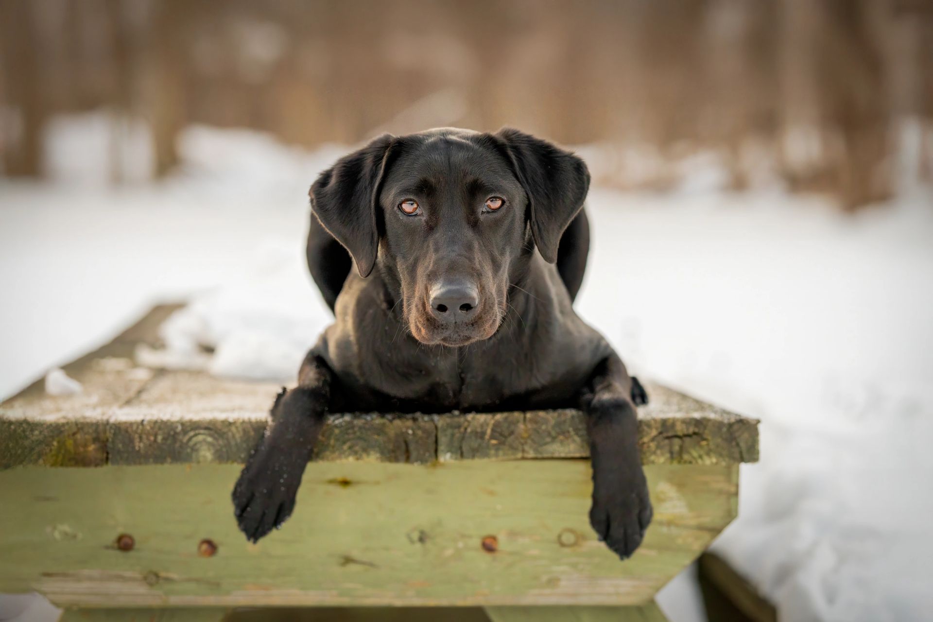 Winter pet portrait in snowy landscape